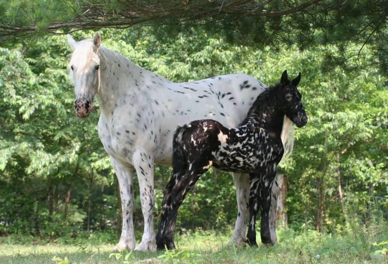 Mystic Warrior - 75% Friesian, 25% Appaloosa colt with his dam, Friesian x Appaloosa mare Sequoia